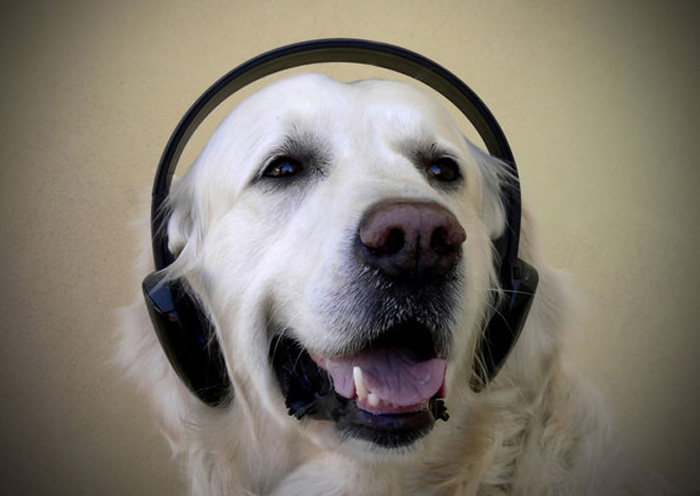 Музыкальная собака